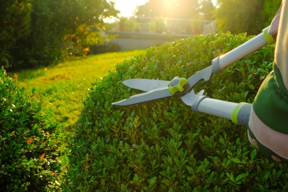 Neatly trimmed hedges and maintained shrubs along a walkway