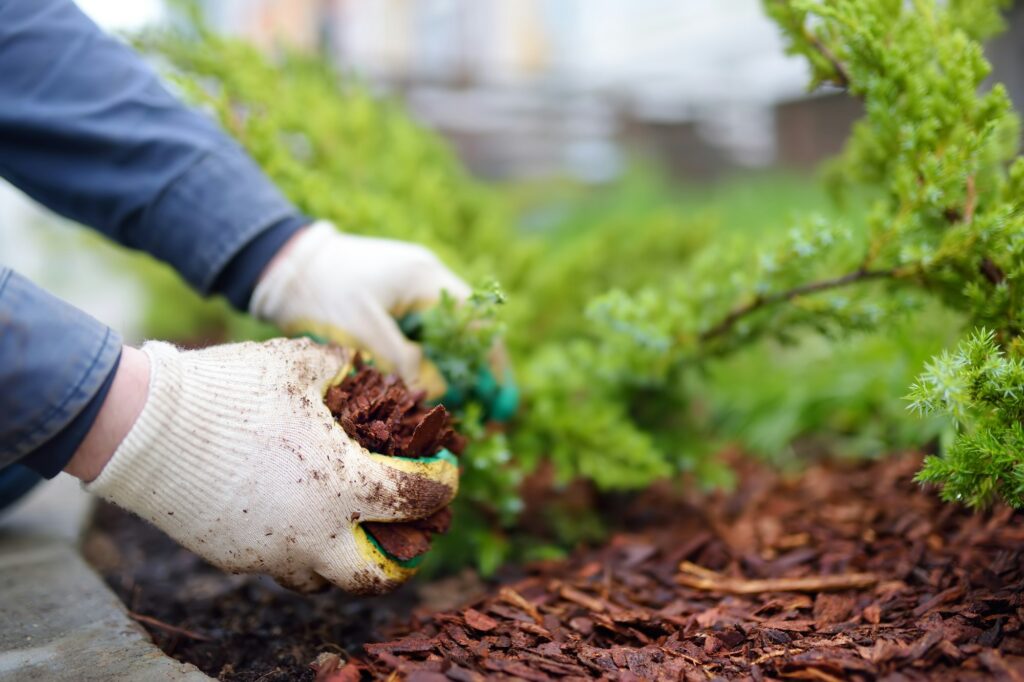 Neatly trimmed bushes and hedges along property line
